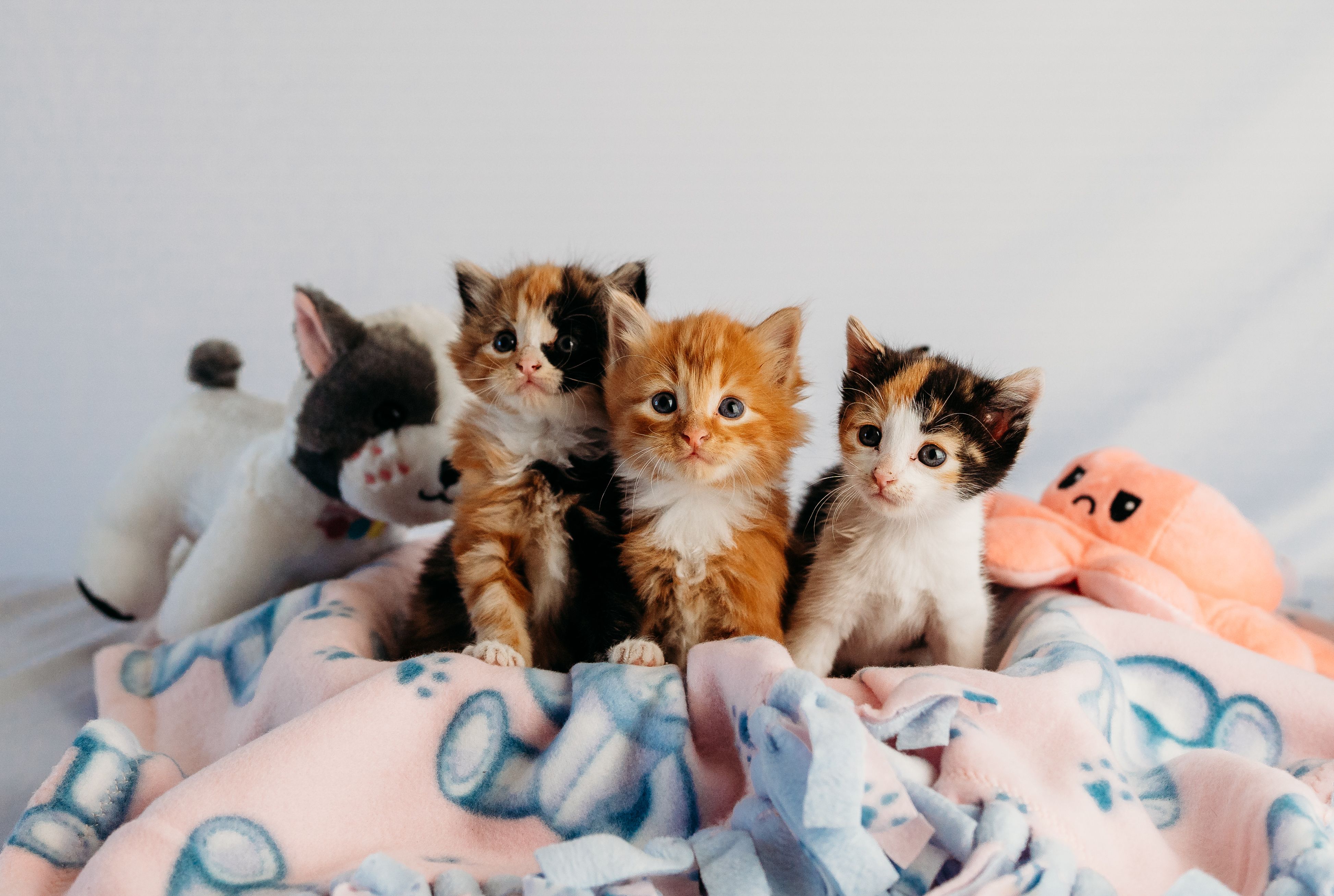 Angel-Paws Inc. Dog & Cat Rescue