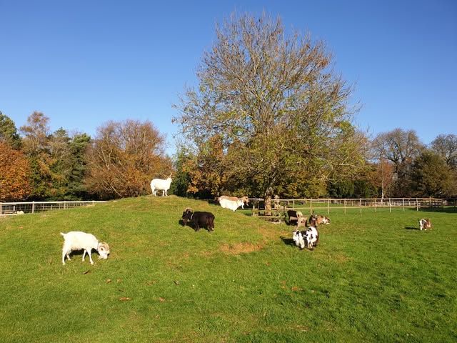 Buttercups Sanctuary for Goats