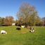 Buttercups Sanctuary for Goats
