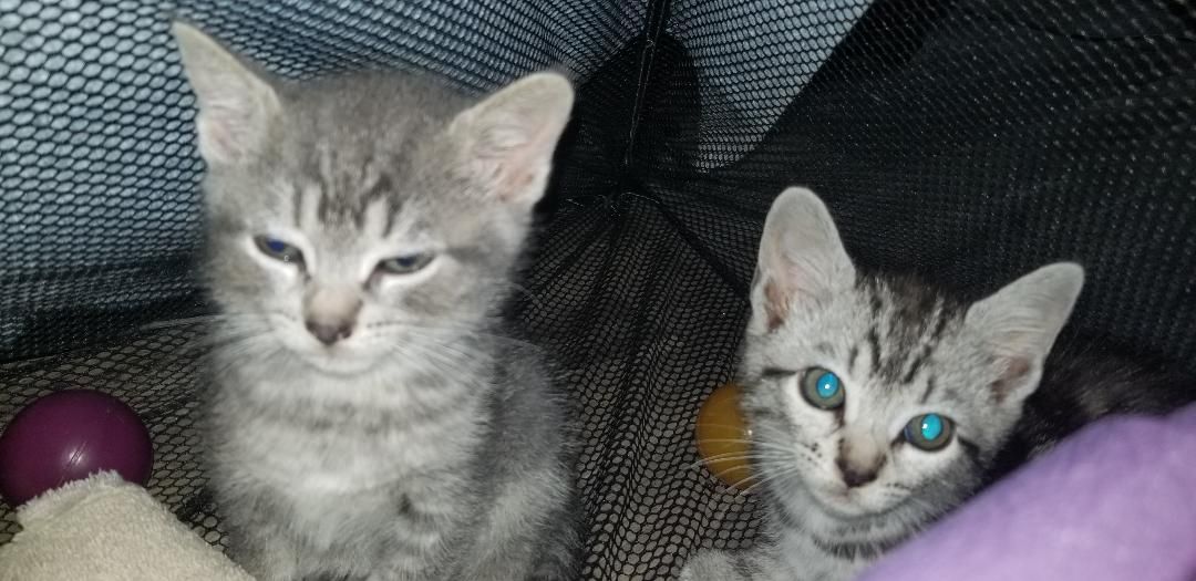 Montgomery County Community Cat Coalition