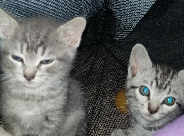 Montgomery County Community Cat Coalition