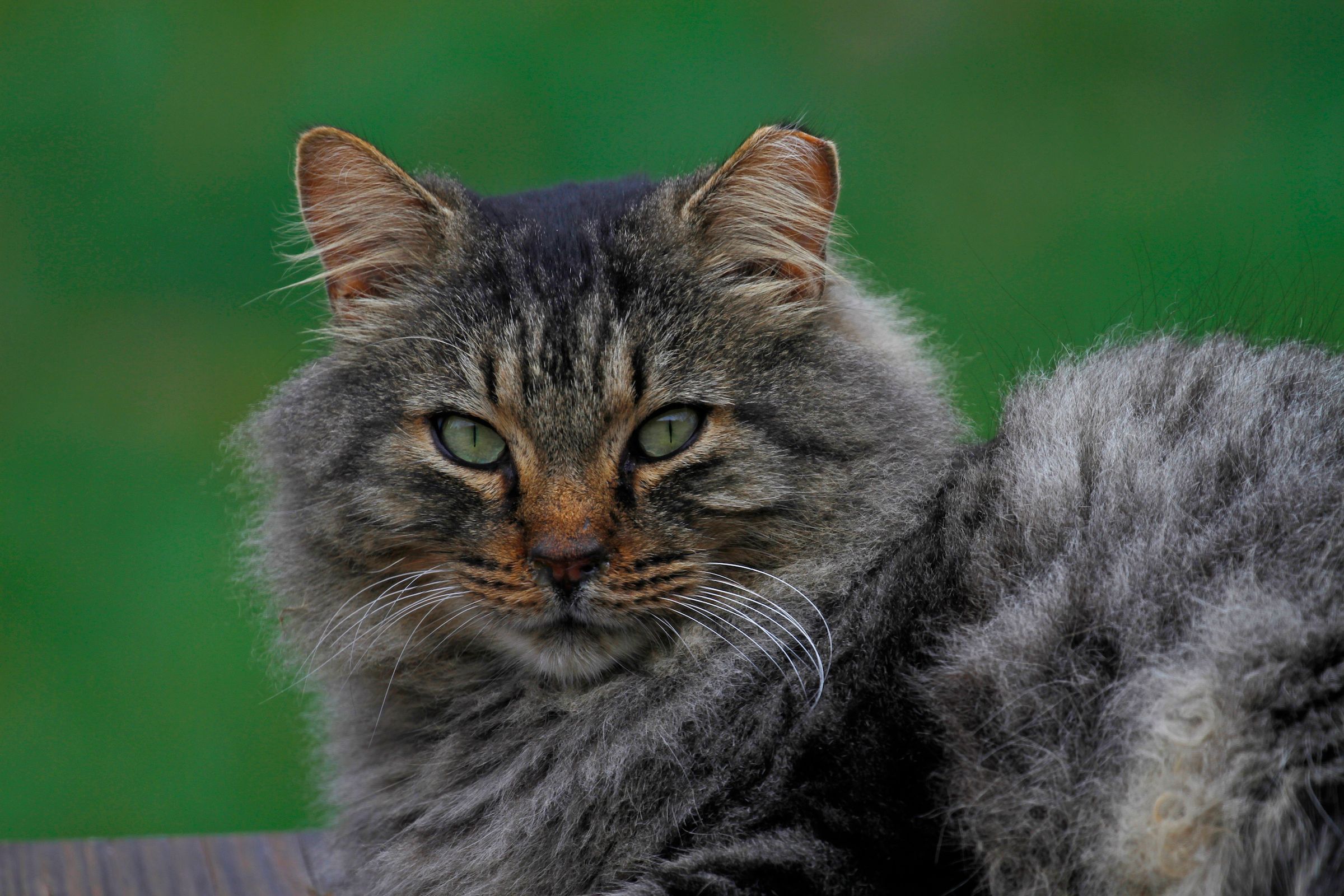 Montgomery County Community Cat Coalition