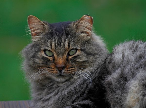 Montgomery County Community Cat Coalition