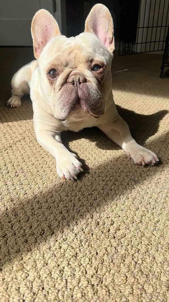 French Bulldog Rescue Network