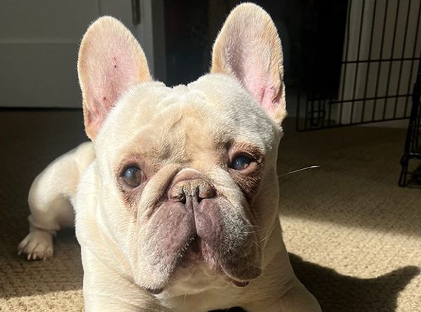 French Bulldog Rescue Network