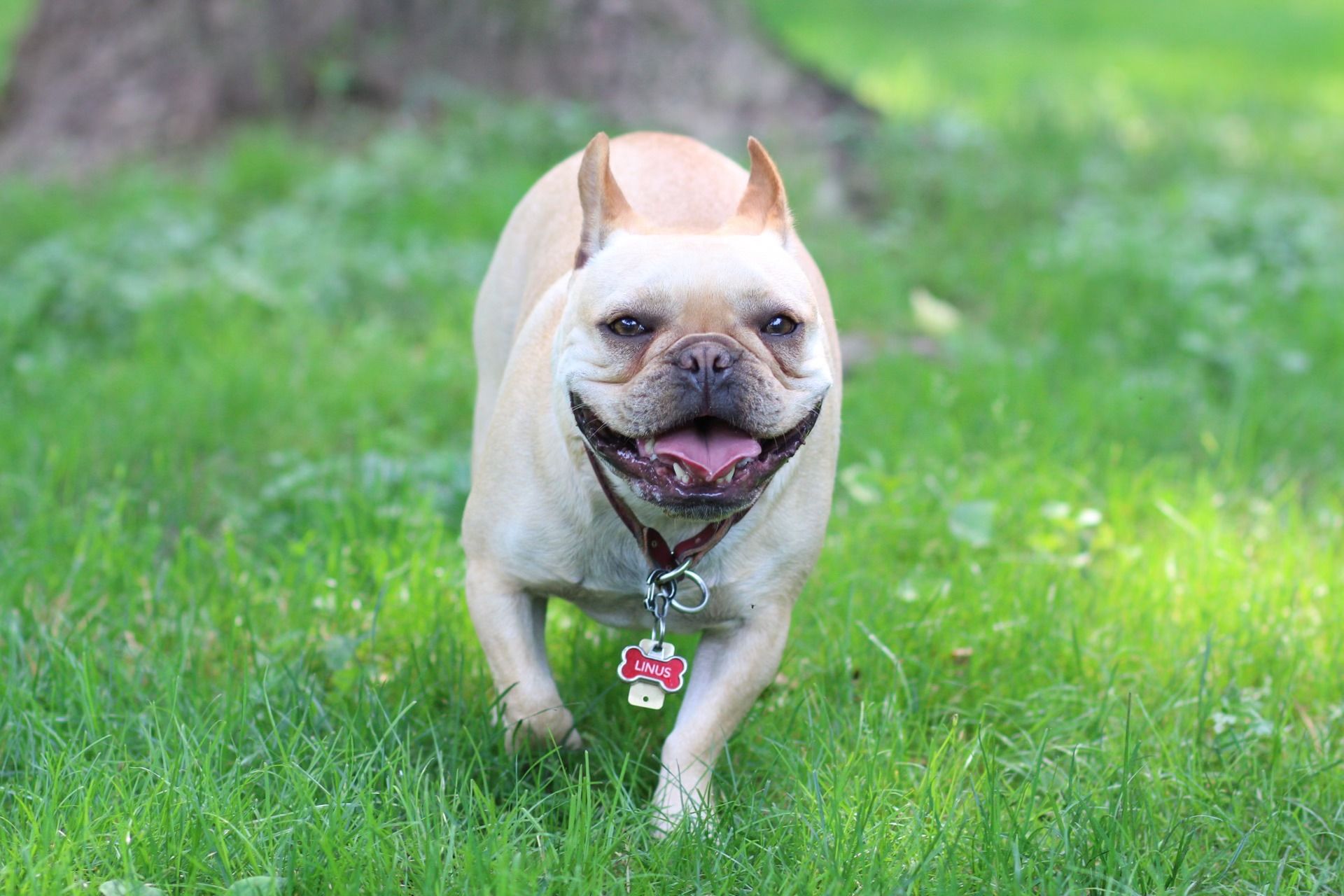 French Bulldog Rescue Network
