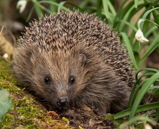 Suffolk Hedgehog Hospital