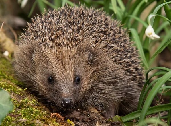 Suffolk Hedgehog Hospital