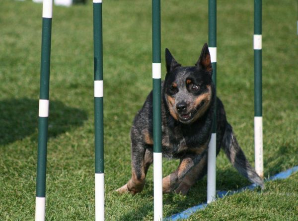 Alberta (AB) Herding Dog Rescue