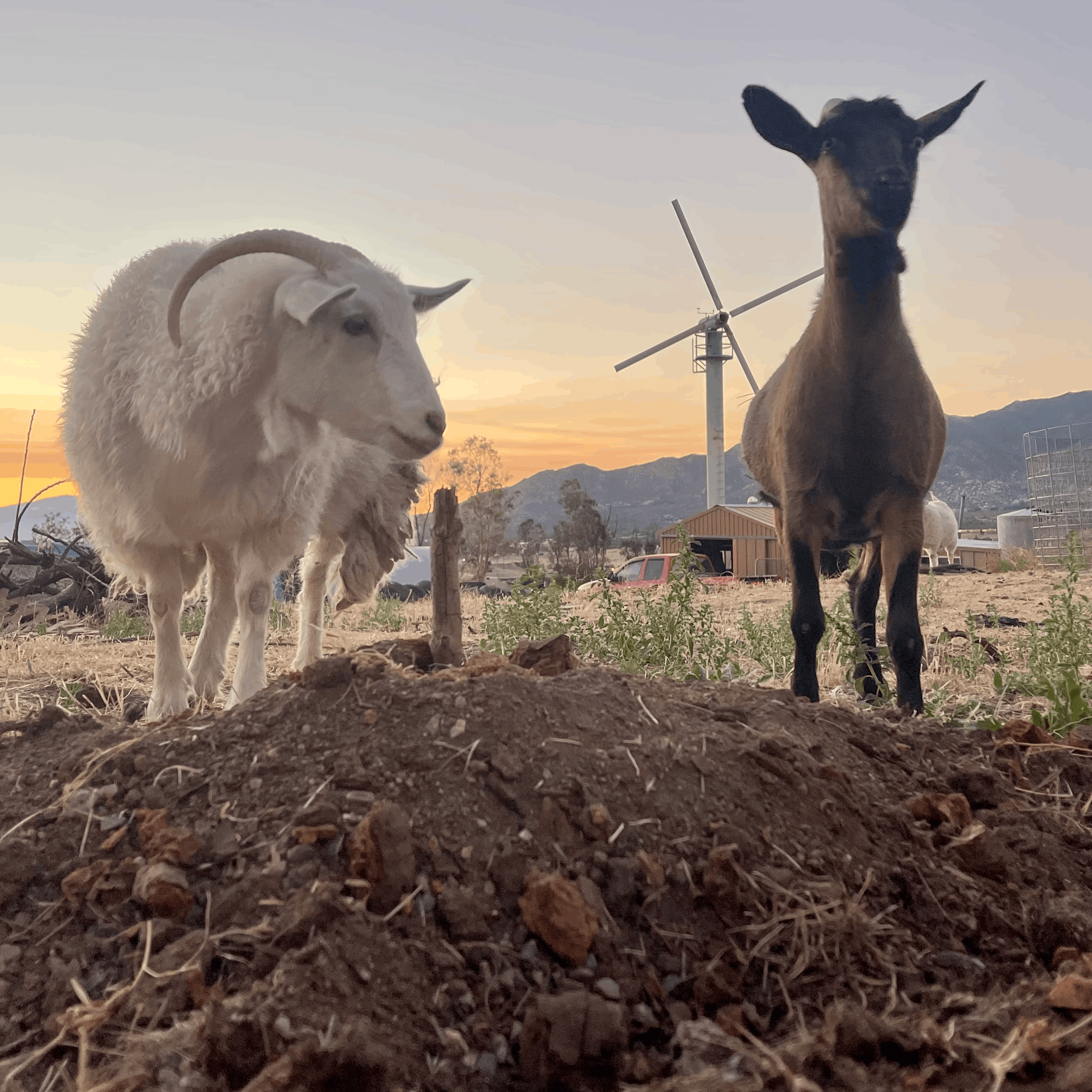 Steampunk Farms Rescue Barn