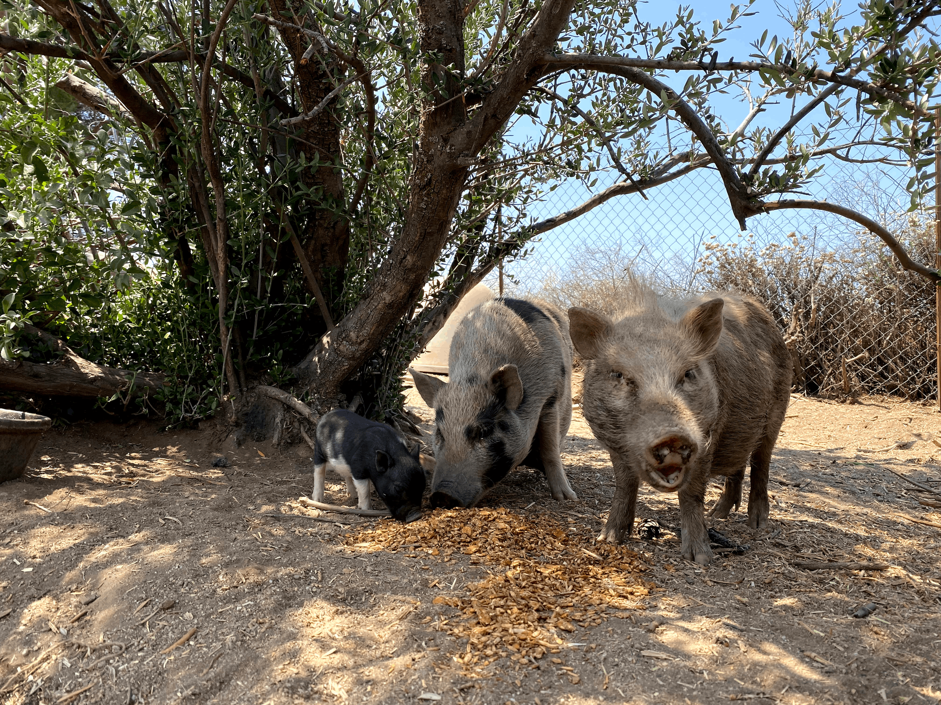 Steampunk Farms Rescue Barn
