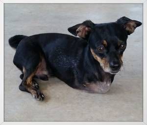 Puppy Dog Ranch Rescue & Sanctuary