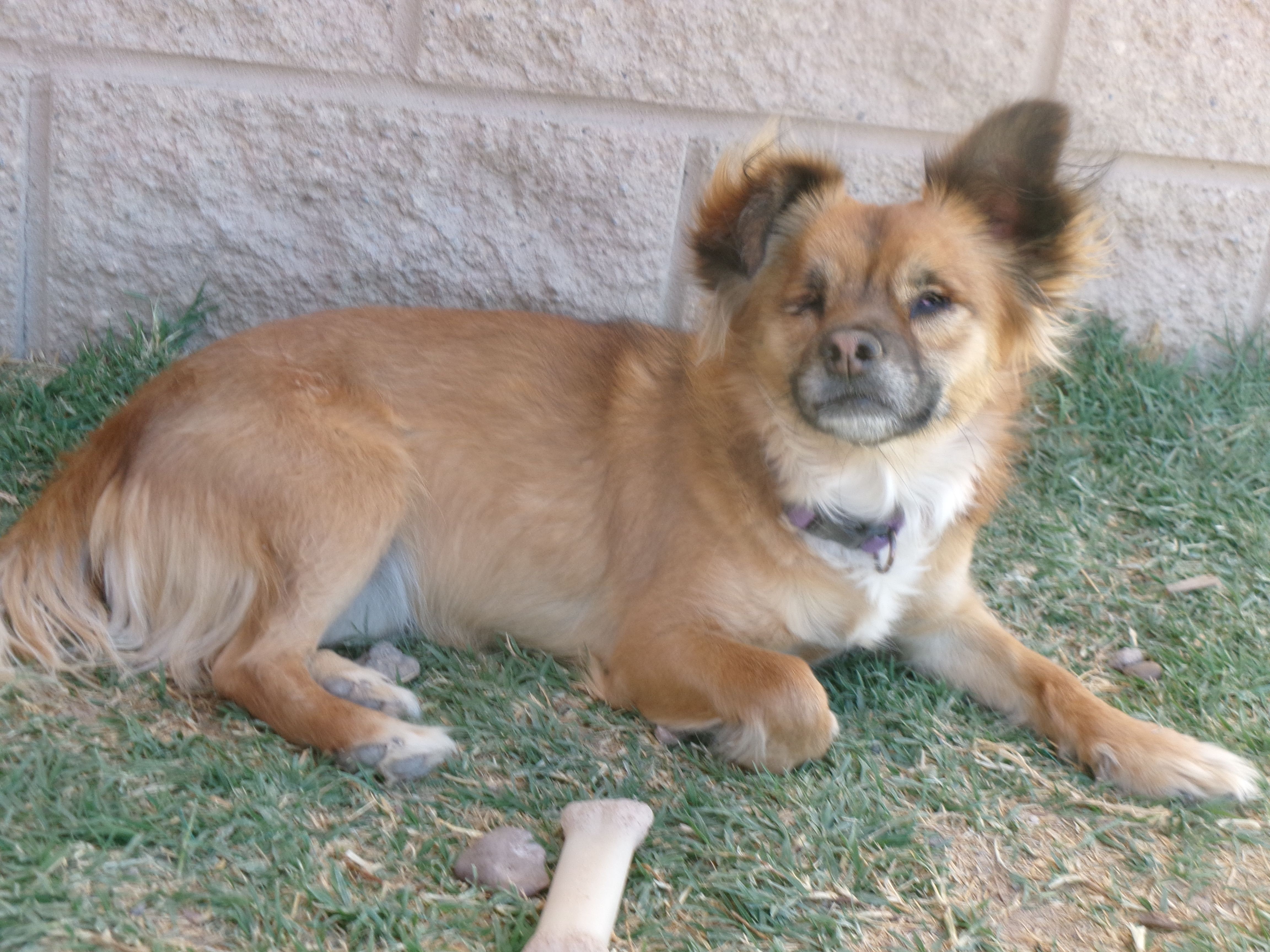 Puppy Dog Ranch Rescue & Sanctuary