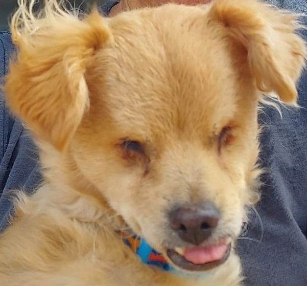 Puppy Dog Ranch Rescue & Sanctuary