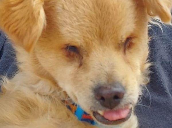 Puppy Dog Ranch Rescue & Sanctuary