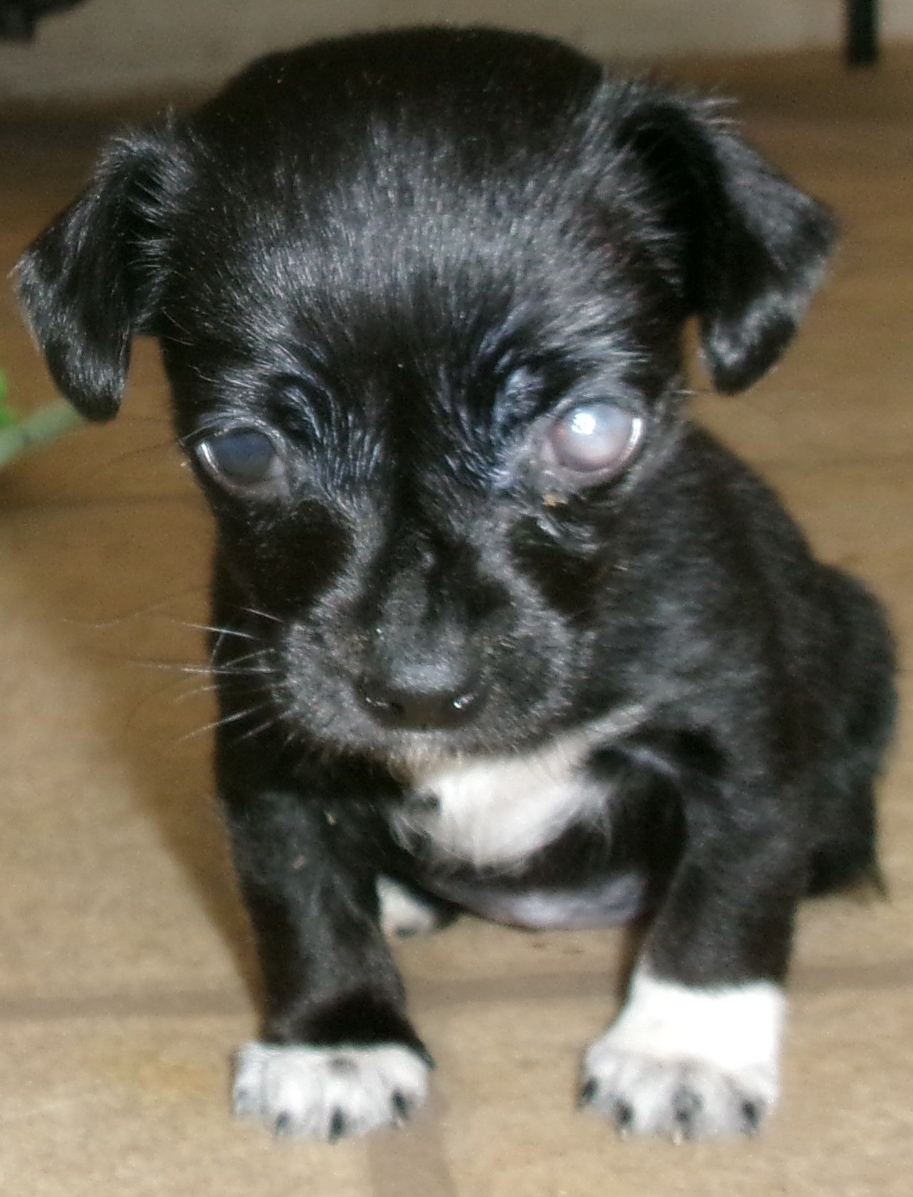 Puppy Dog Ranch Rescue & Sanctuary