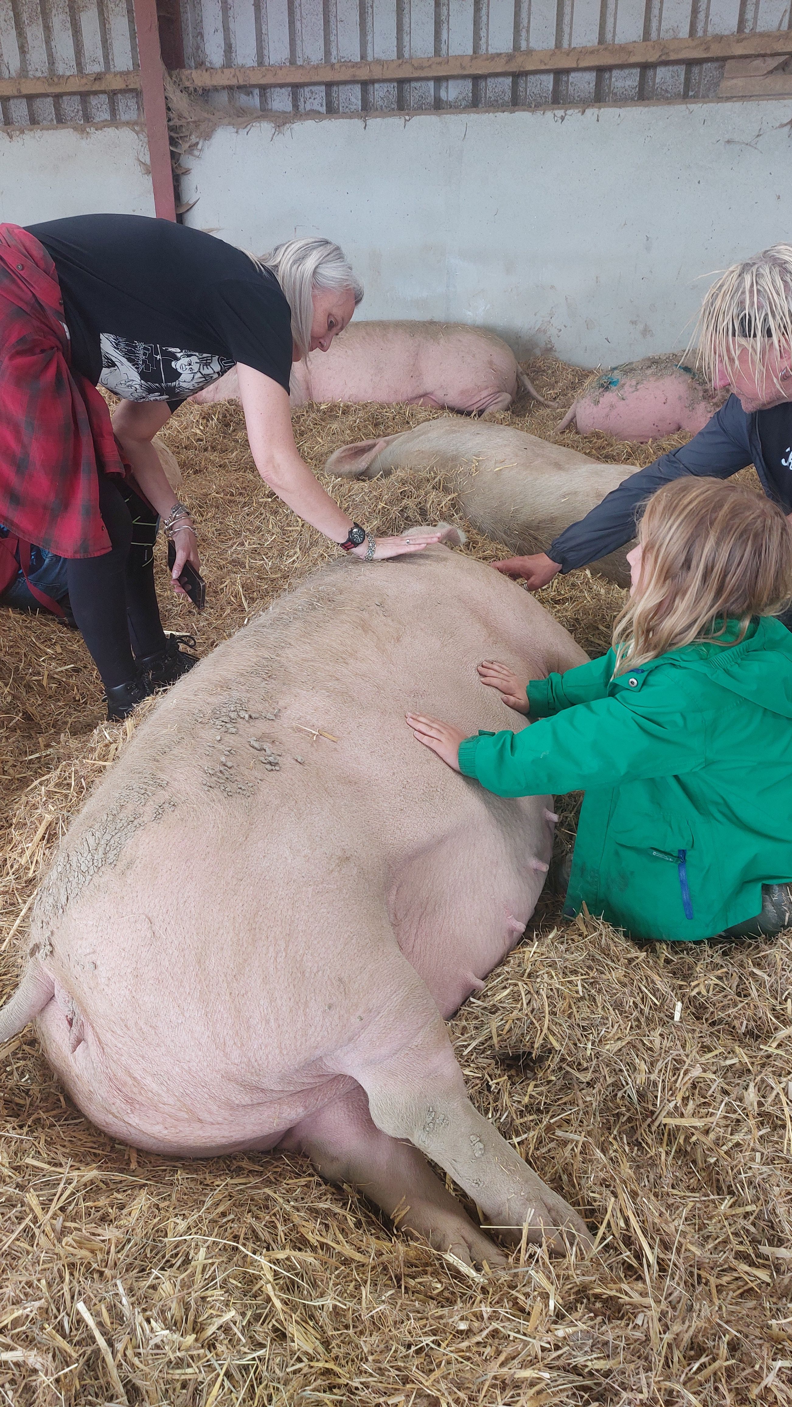 Beneath The Wood Sanctuary