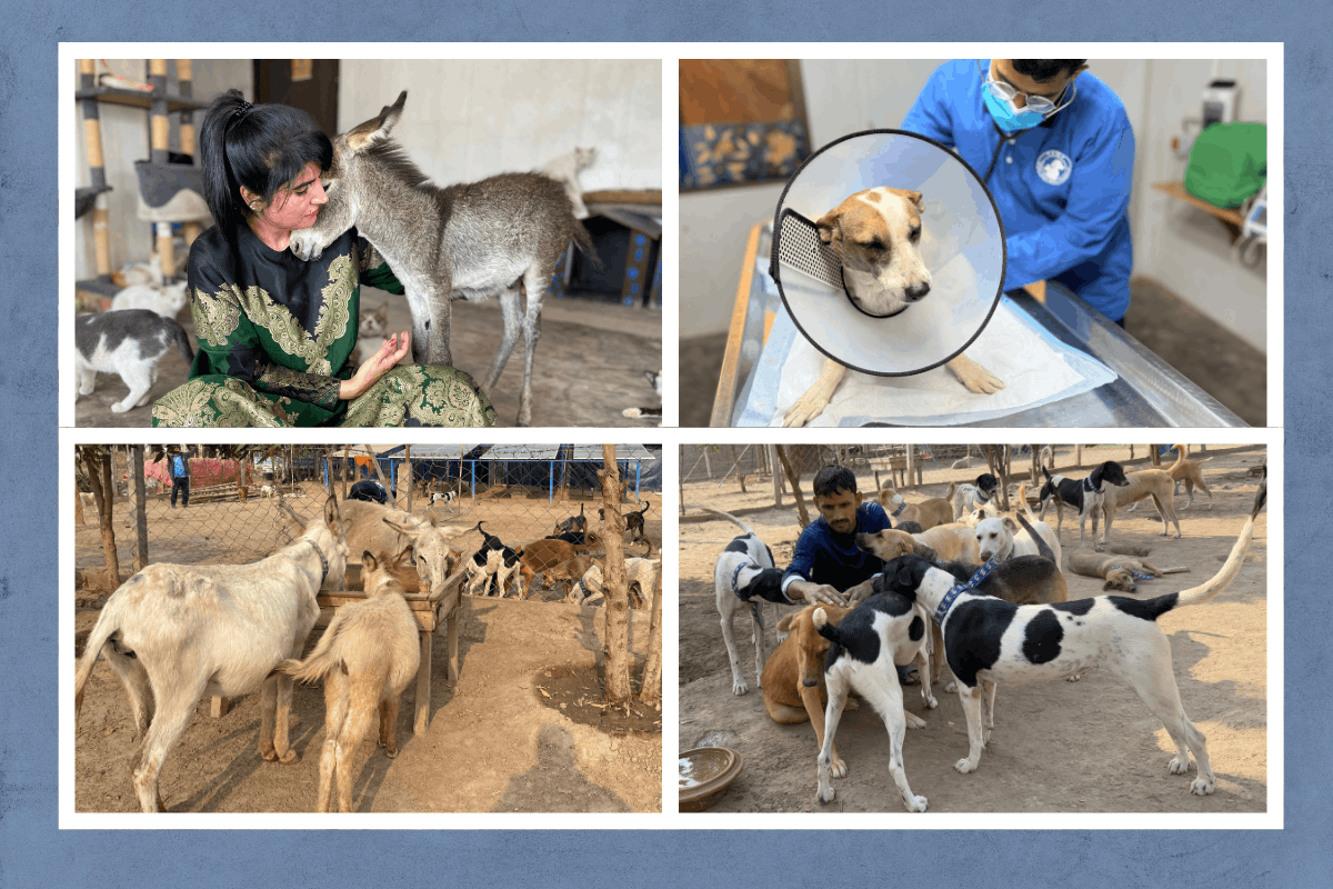 Tahira Animal Welfare Foundation