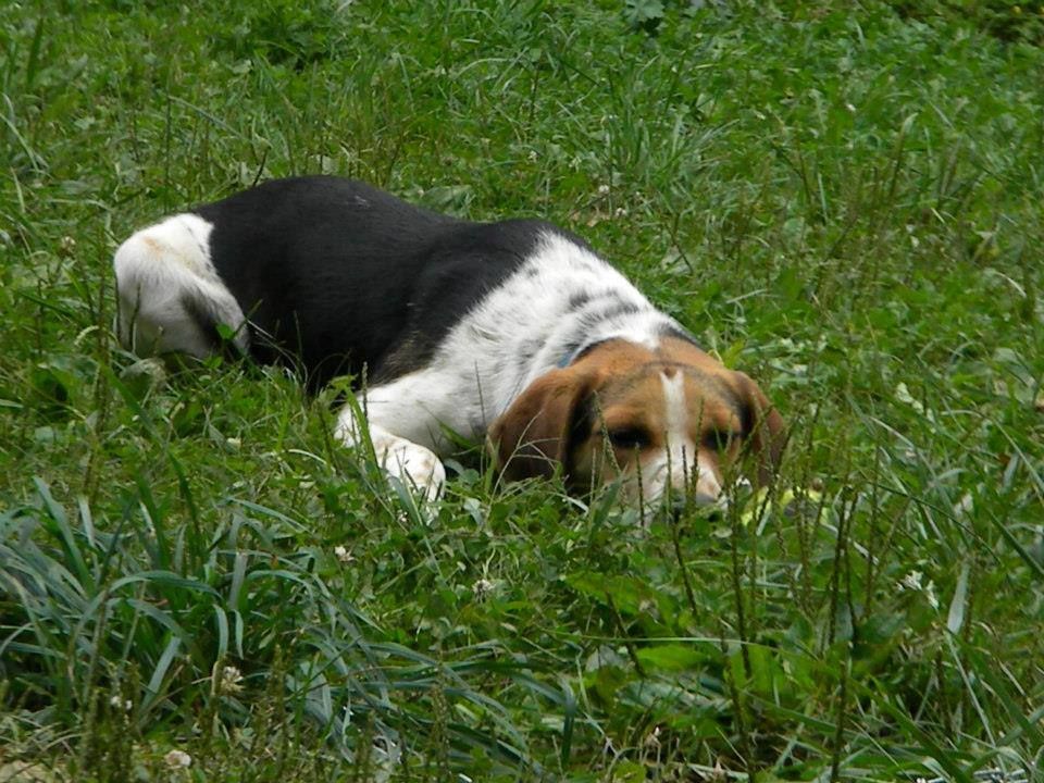 Famous Fido Rescue and Adoption Alliance