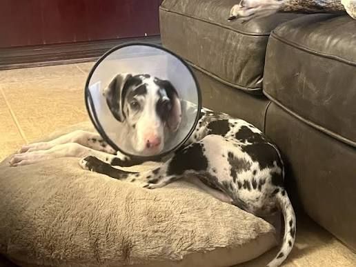 Modjeska Ranch Rescue