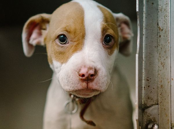 North Shore Animal League