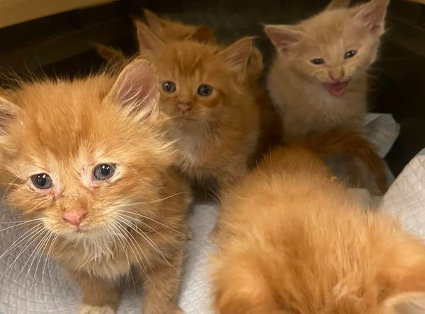 Live and Let Live Farm Rescue and Sanctuary