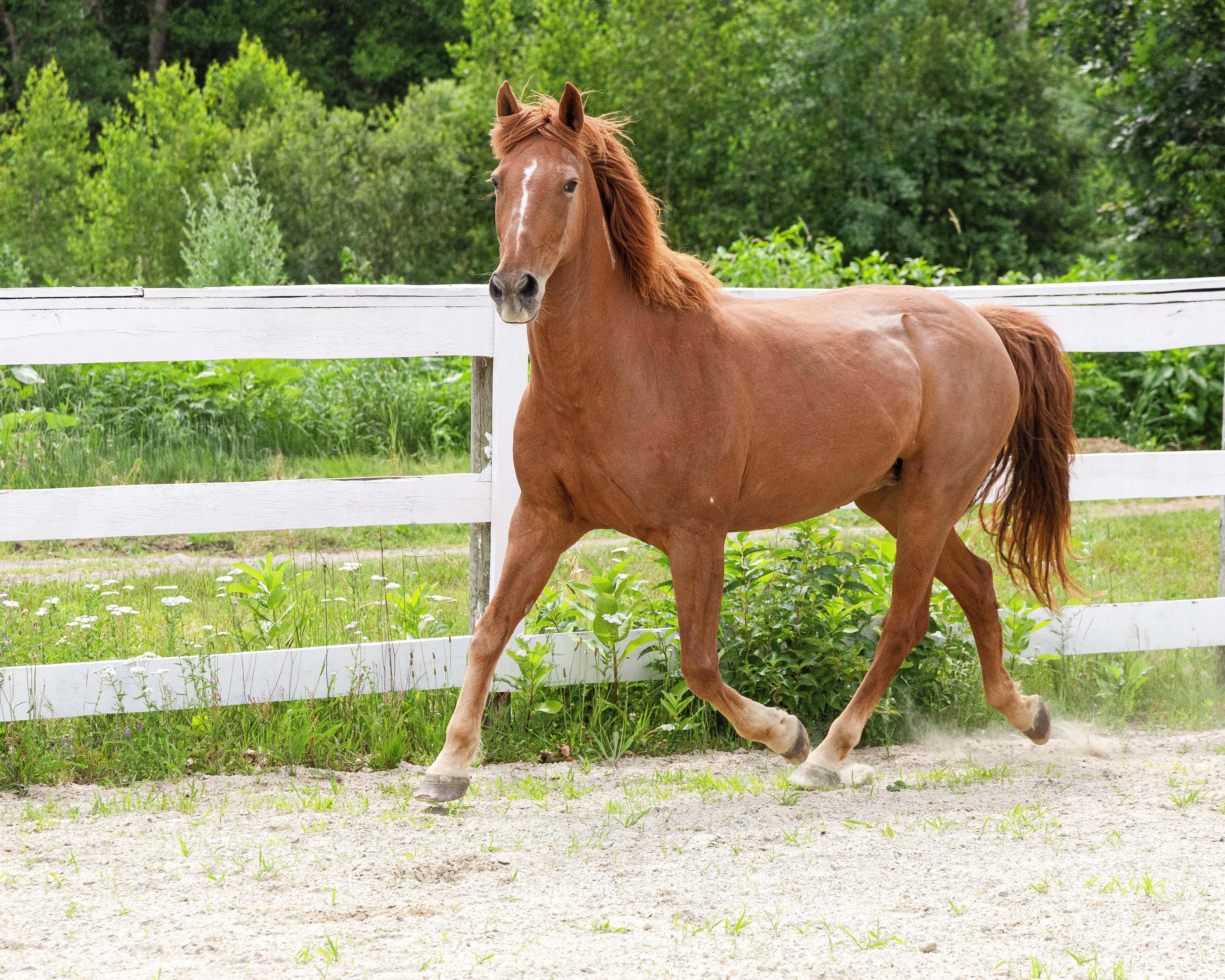 Live and Let Live Farm Rescue and Sanctuary