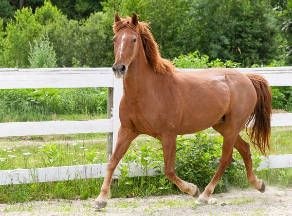 Live and Let Live Farm Rescue and Sanctuary