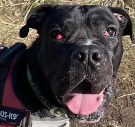 Good Life Dog Rescue