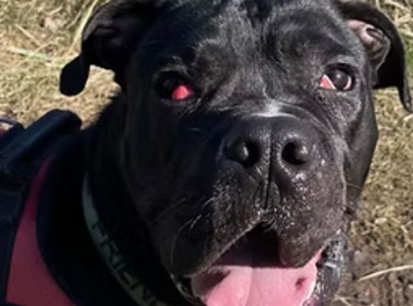 Good Life Dog Rescue