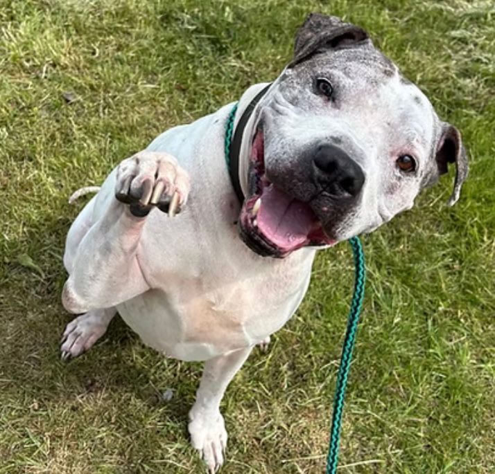 Good Life Dog Rescue