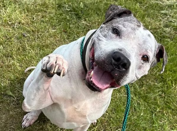 Good Life Dog Rescue