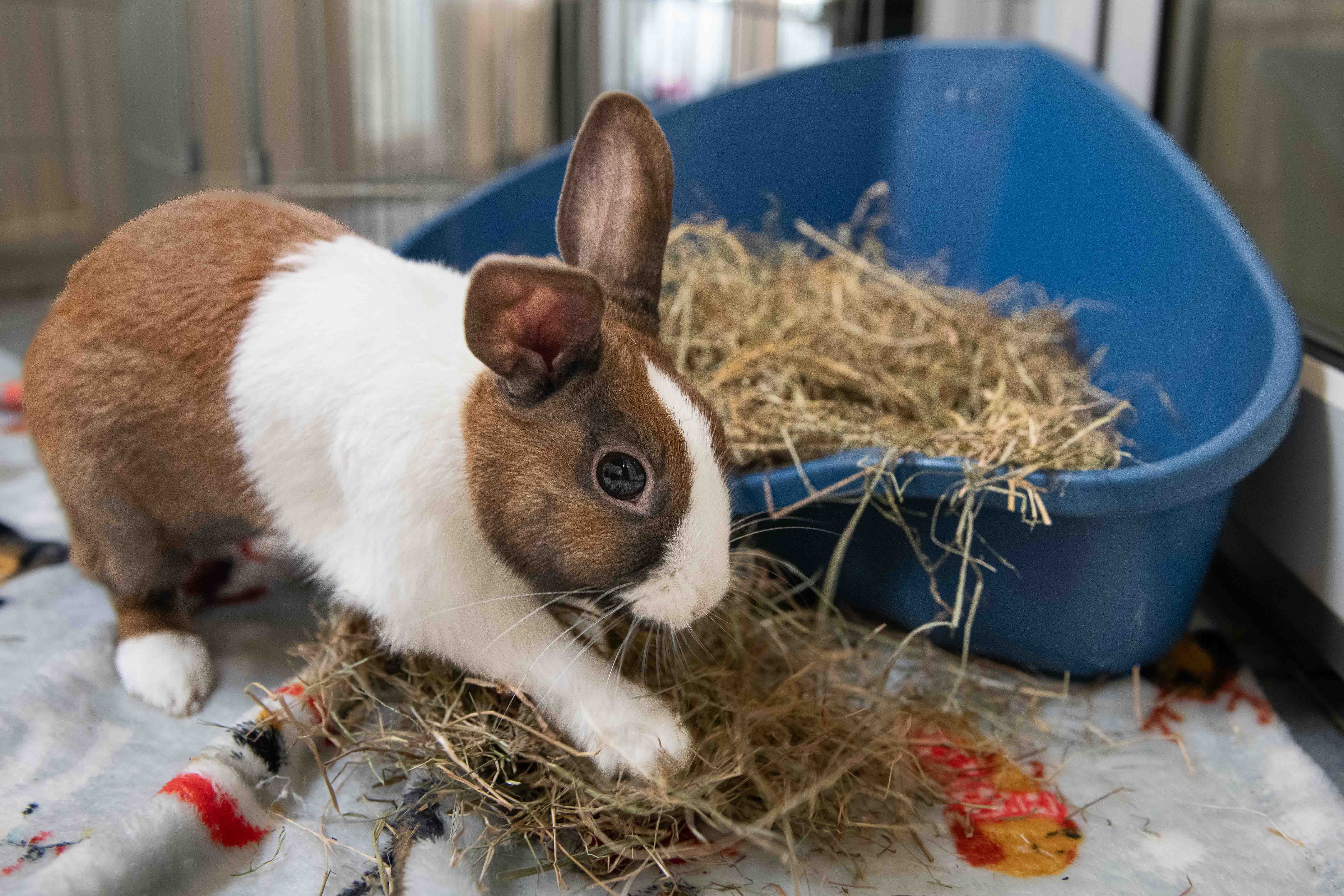 RSPCA Halifax Huddersfield Bradford