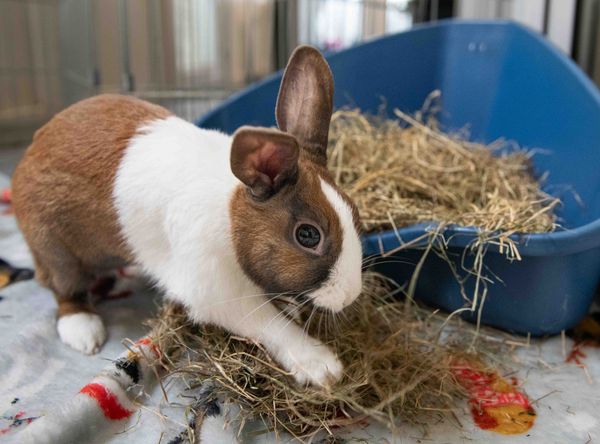 RSPCA Halifax Huddersfield Bradford