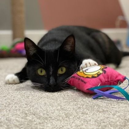 RSPCA Halifax Huddersfield Bradford