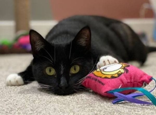 RSPCA Halifax Huddersfield Bradford