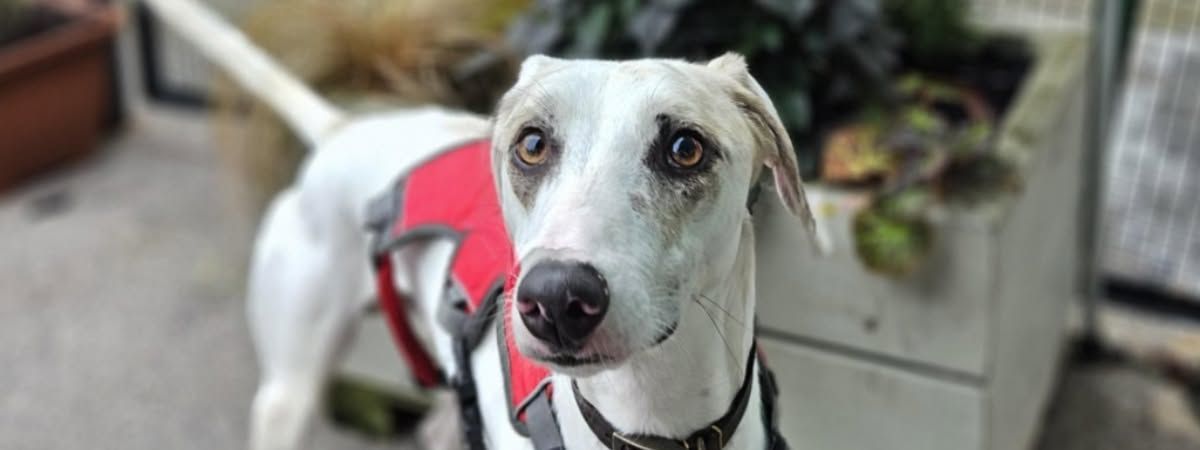 RSPCA Halifax Huddersfield Bradford