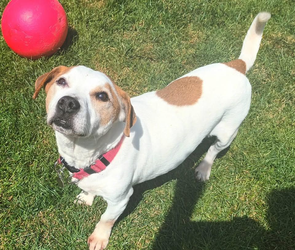 Little Angels Staffie Rescue