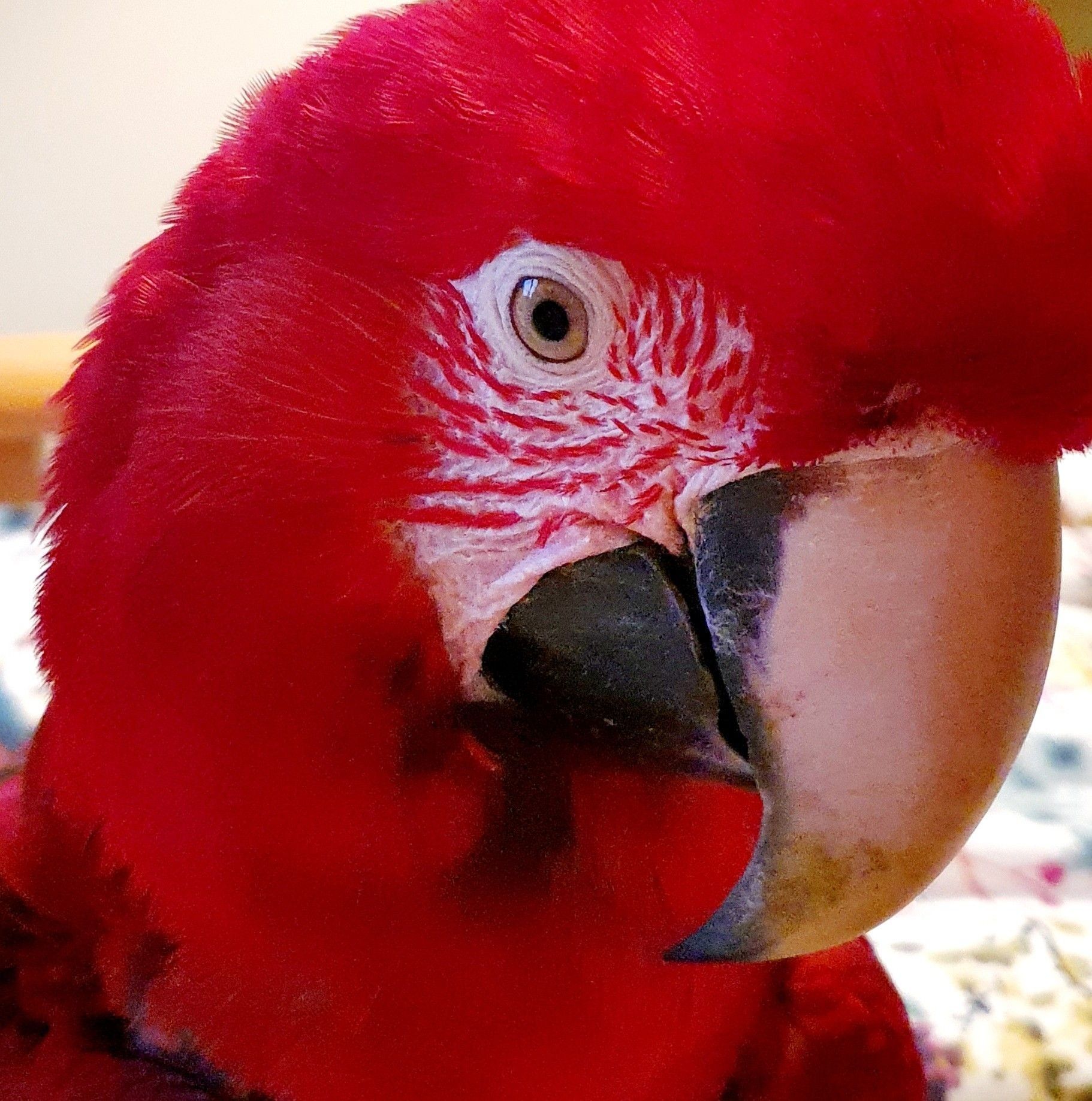 Problem parrots welfare organisation