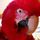 Problem parrots welfare organisation
