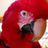 Problem parrots welfare organisation