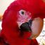 Problem parrots welfare organisation