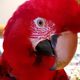 Problem parrots welfare organisation
