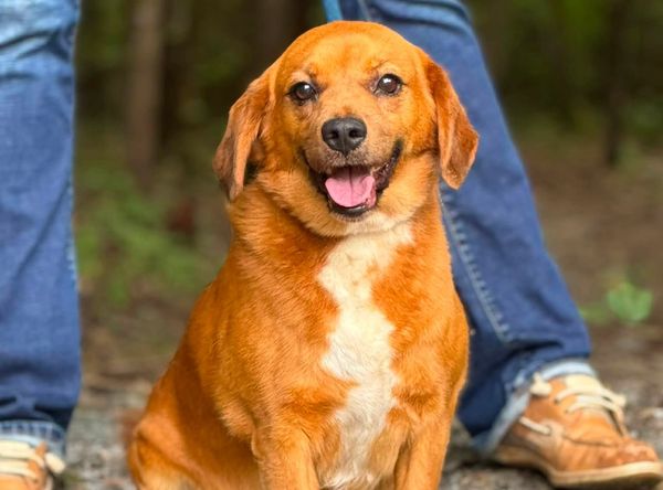 Southside SPCA