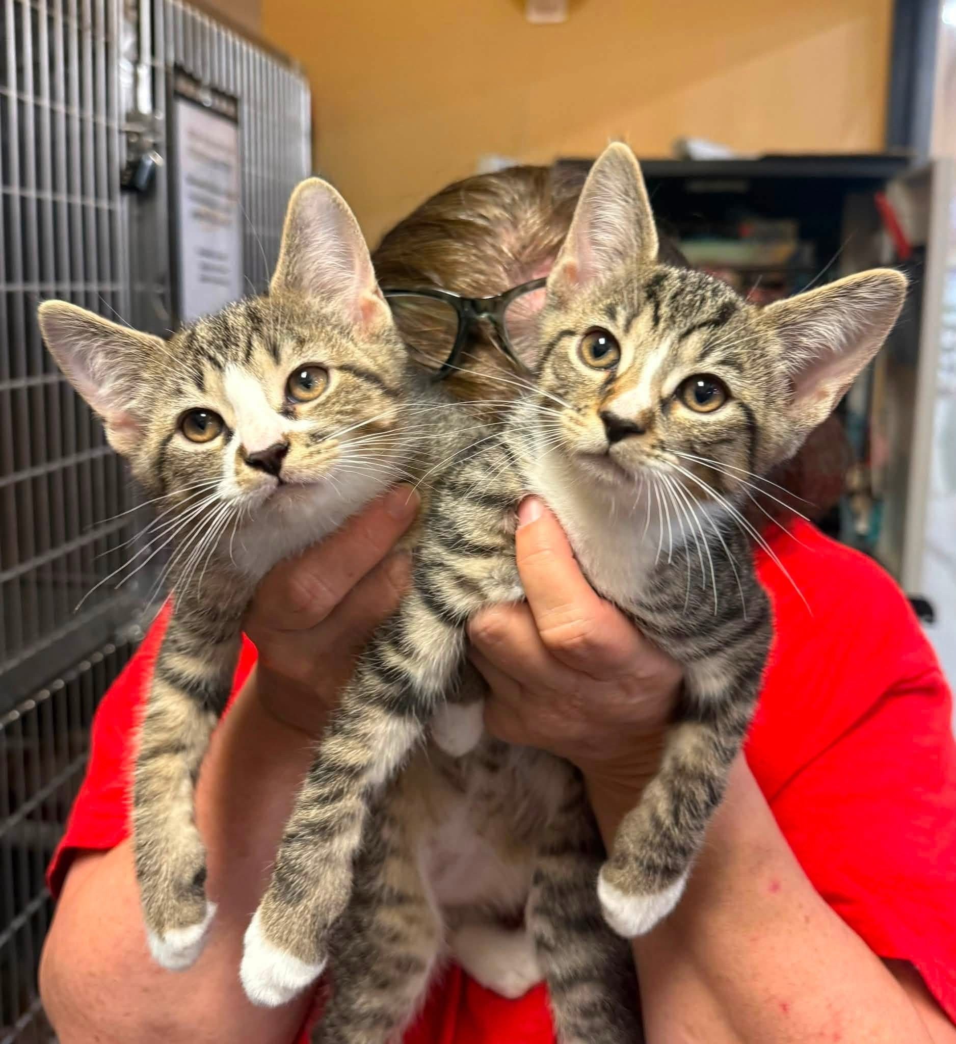 Southside SPCA