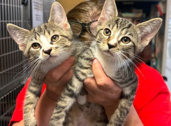Southside SPCA