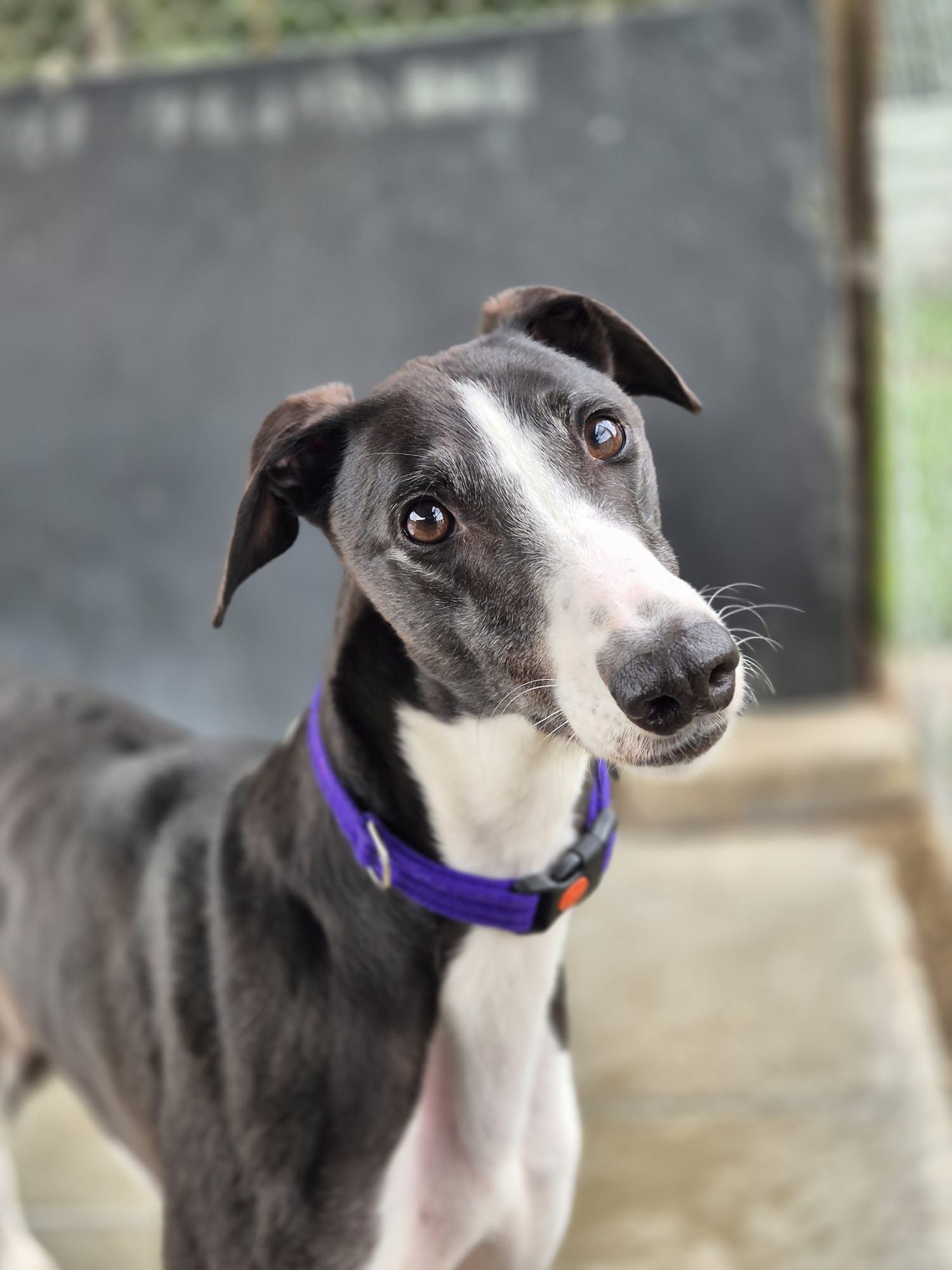 Yarmouth Greyhound Homefinders