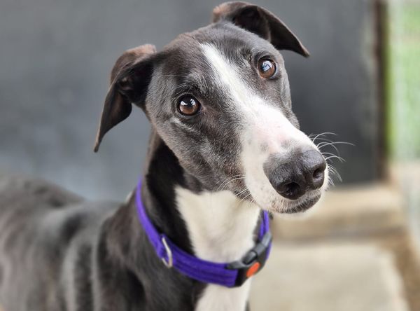 Yarmouth Greyhound Homefinders