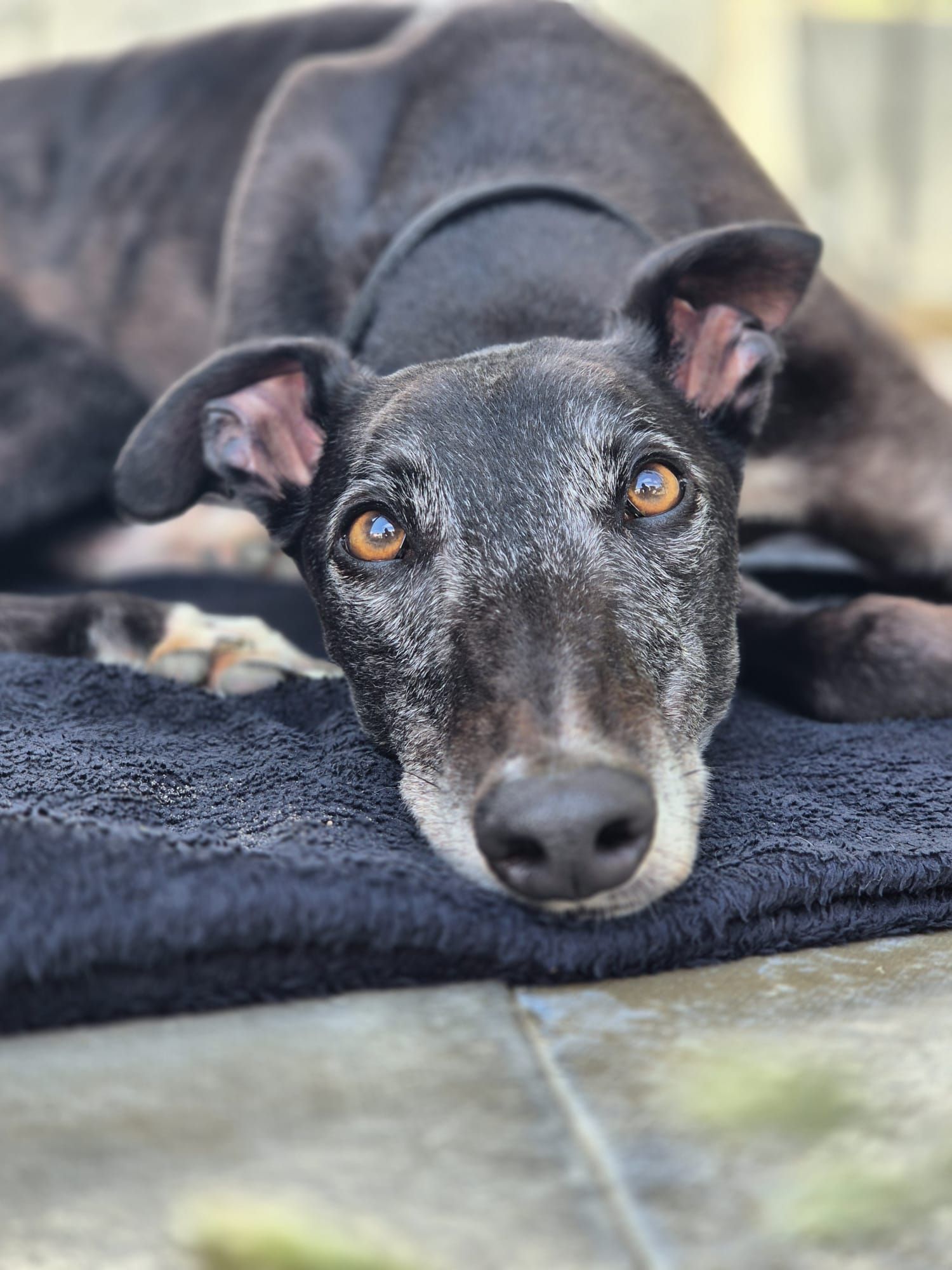 Yarmouth Greyhound Homefinders