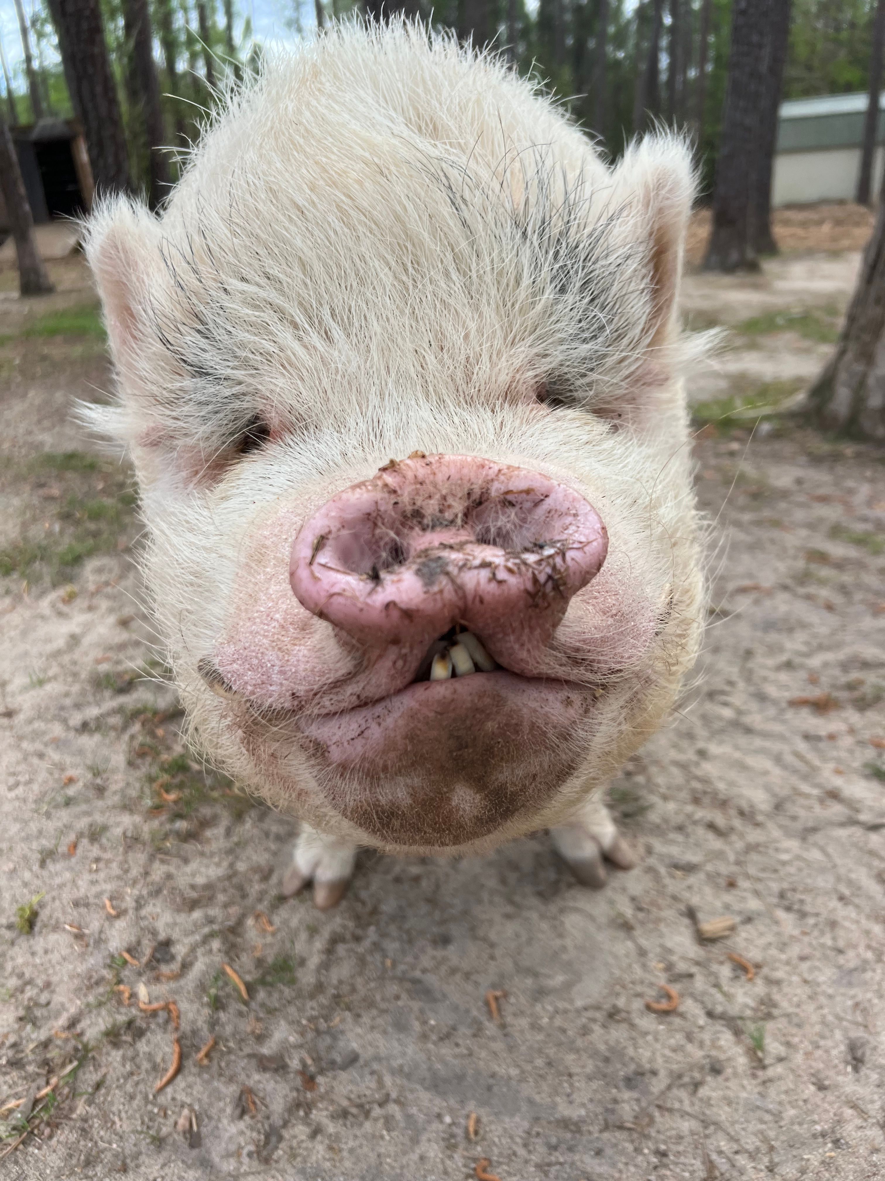 Southern Oaks Sanctuary